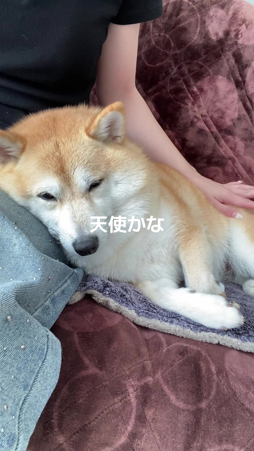 @こむぎといなり
