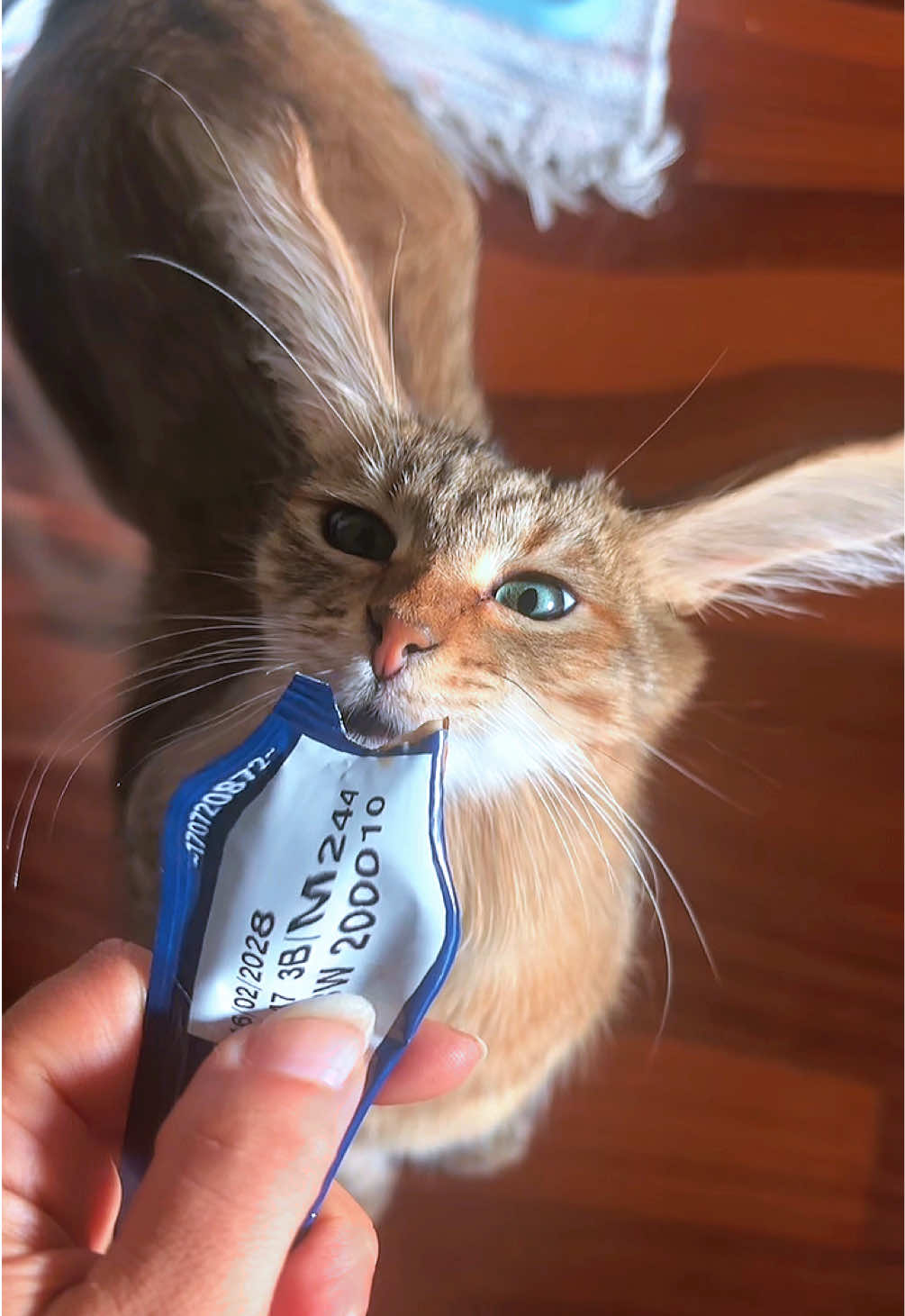 @Life with Kokoro the cat
