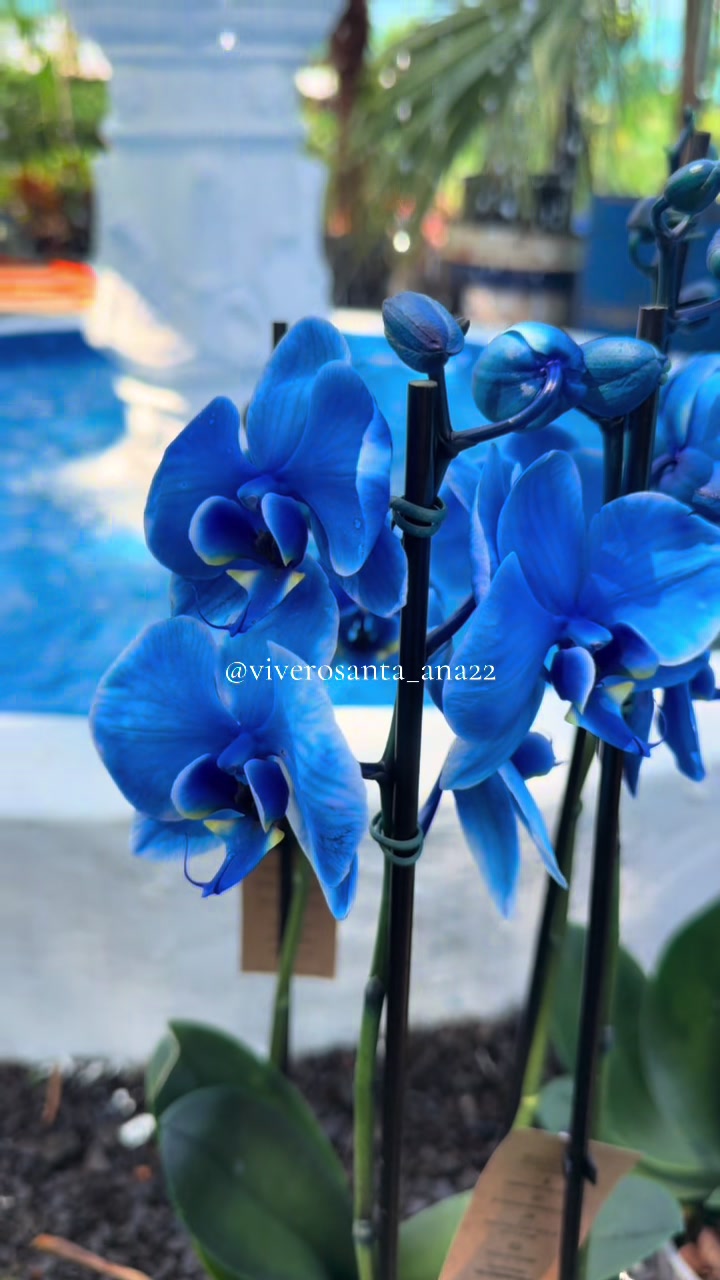 @viverosanta_ana22