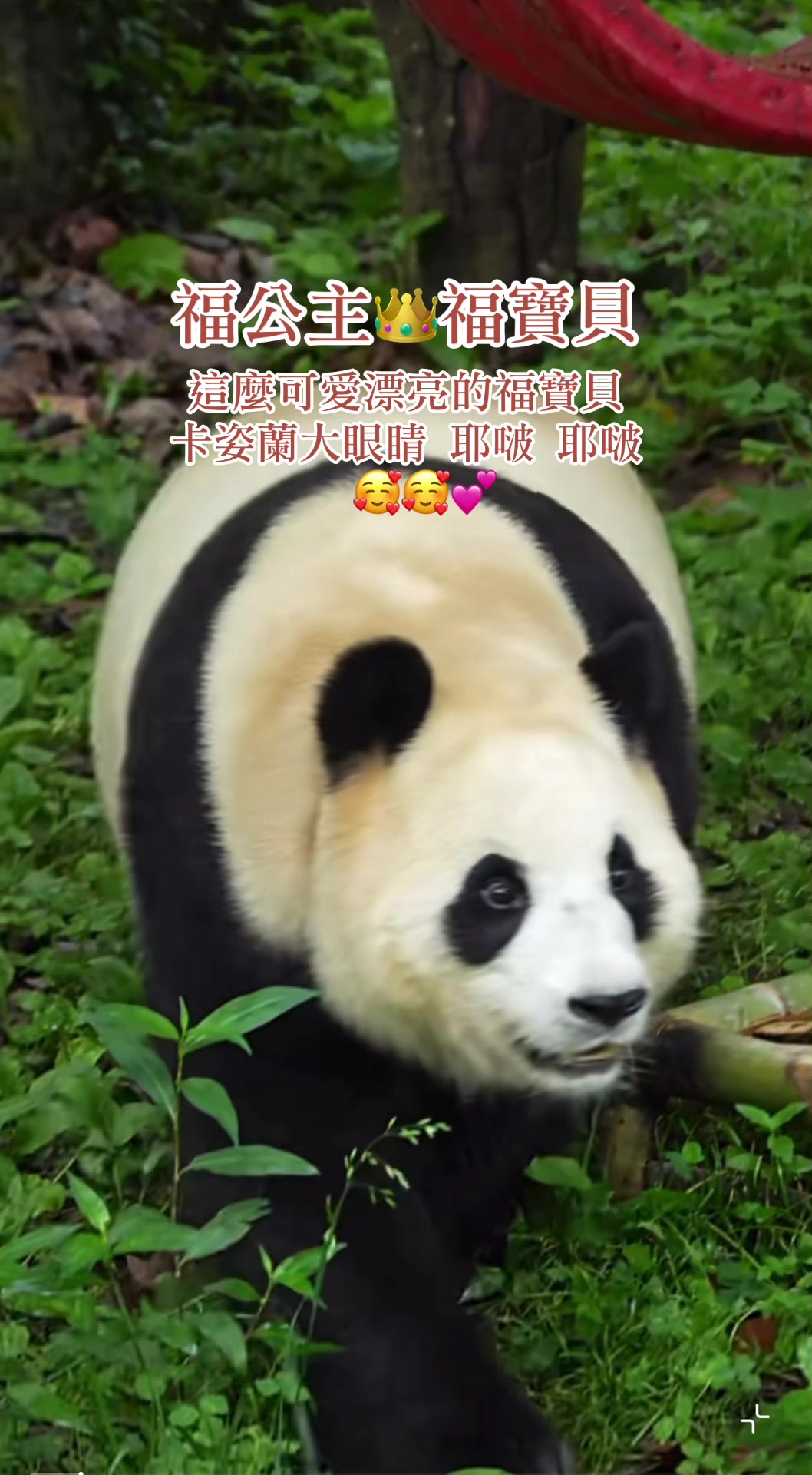 @福公主💕福豬豬💕 🍎 🥕 🐼 🎋🍀