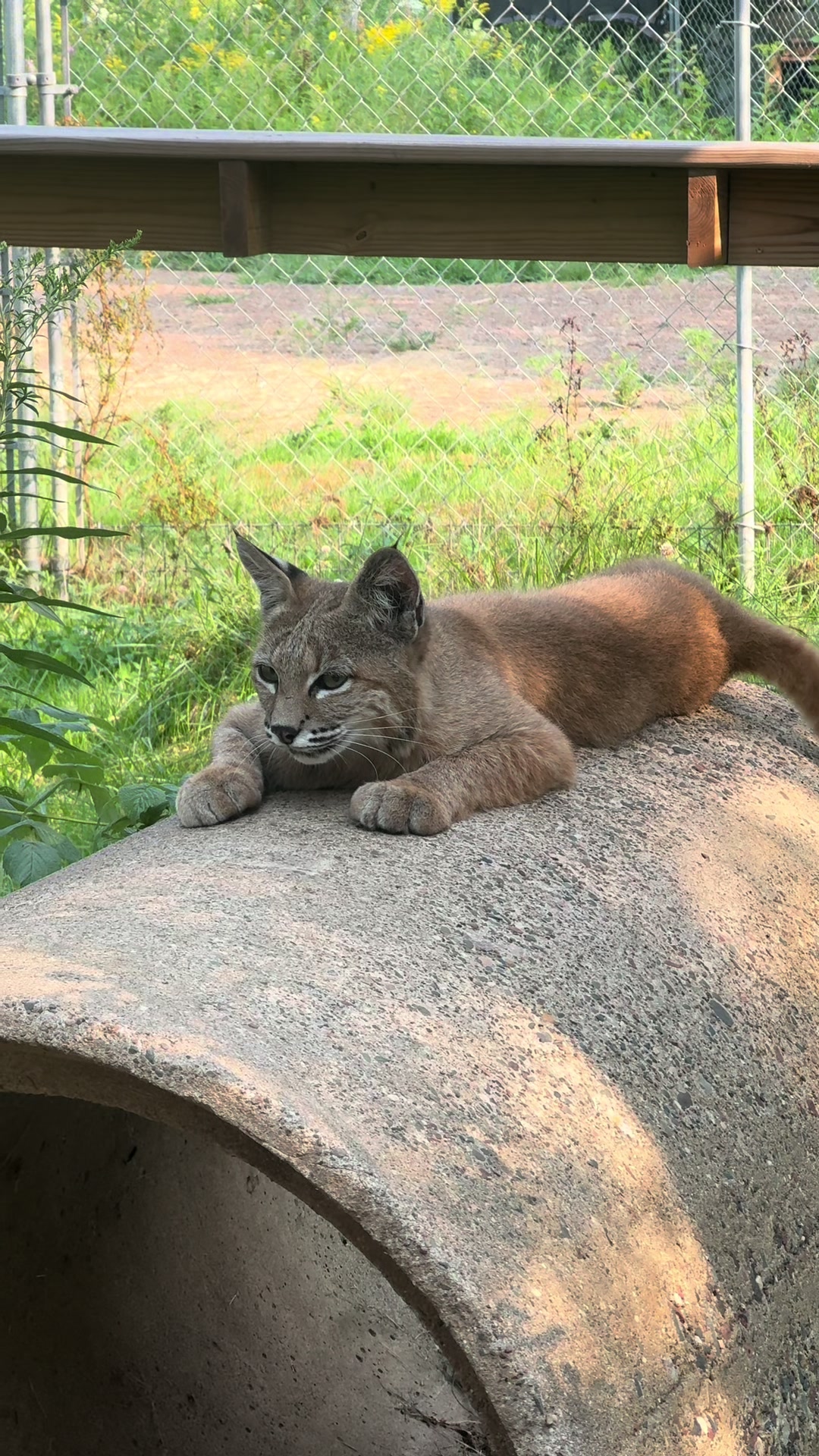 @The Wildcat Sanctuary