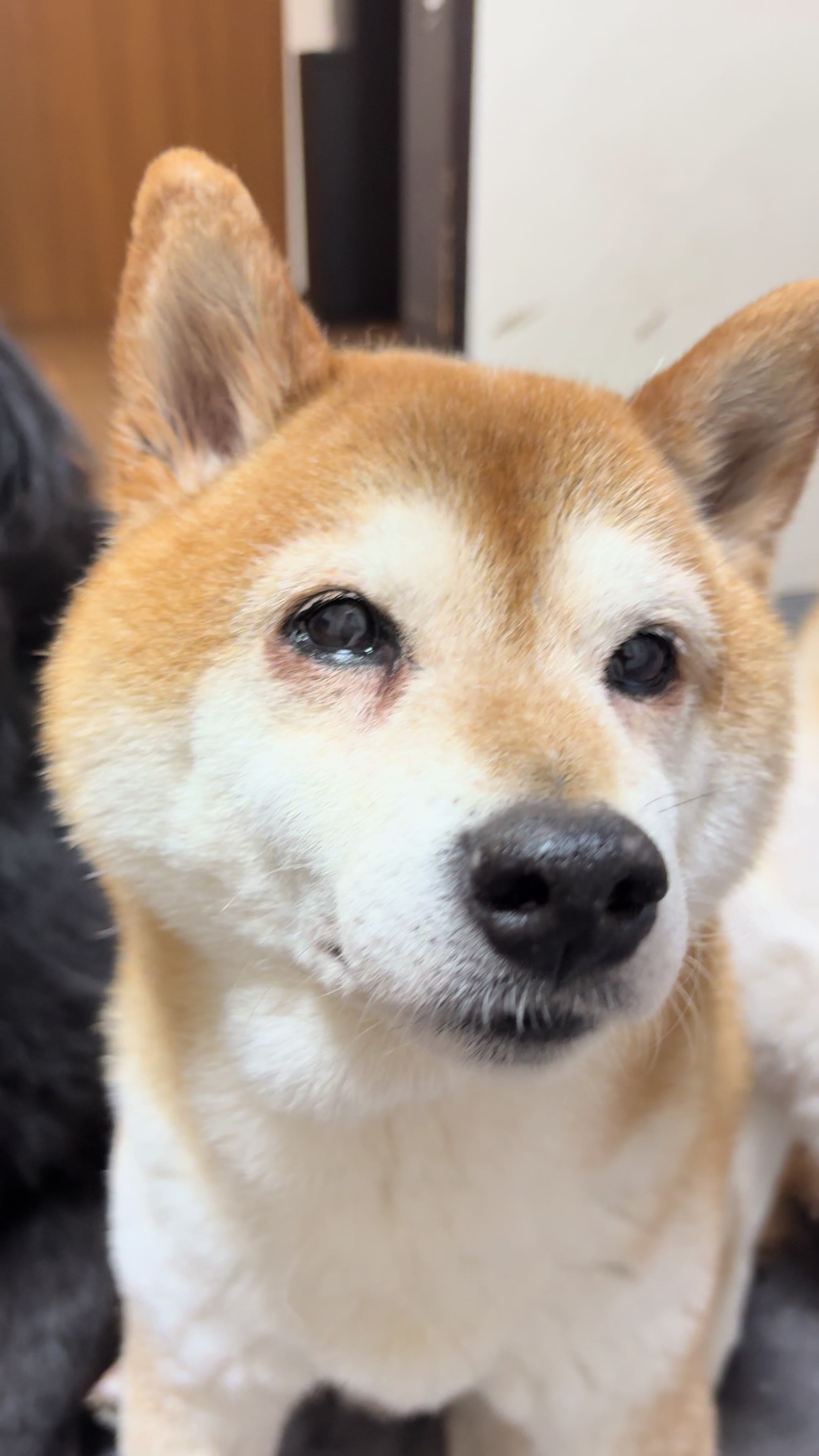 @ムックパパ🔶🐾