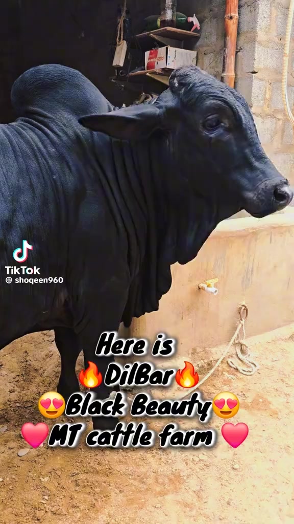 @Mr Ali abbasi