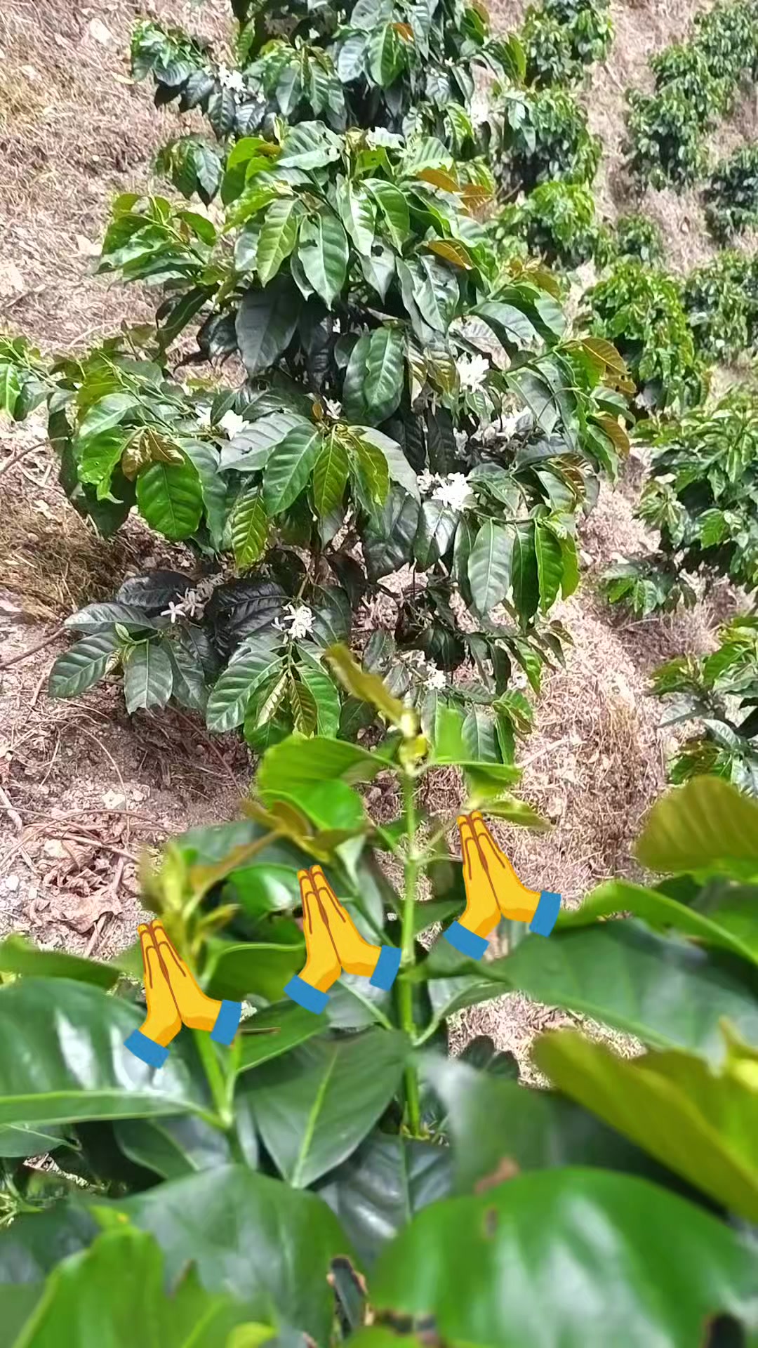 @💥 GARC&Iacute;A💥