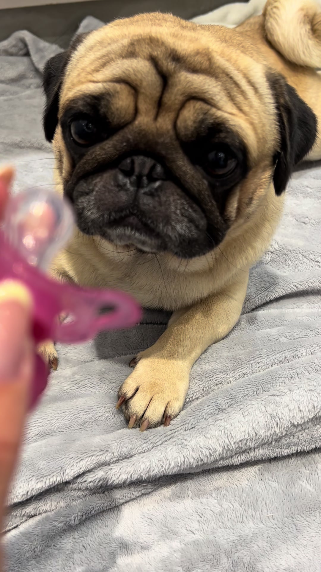 @pugSofyHarry