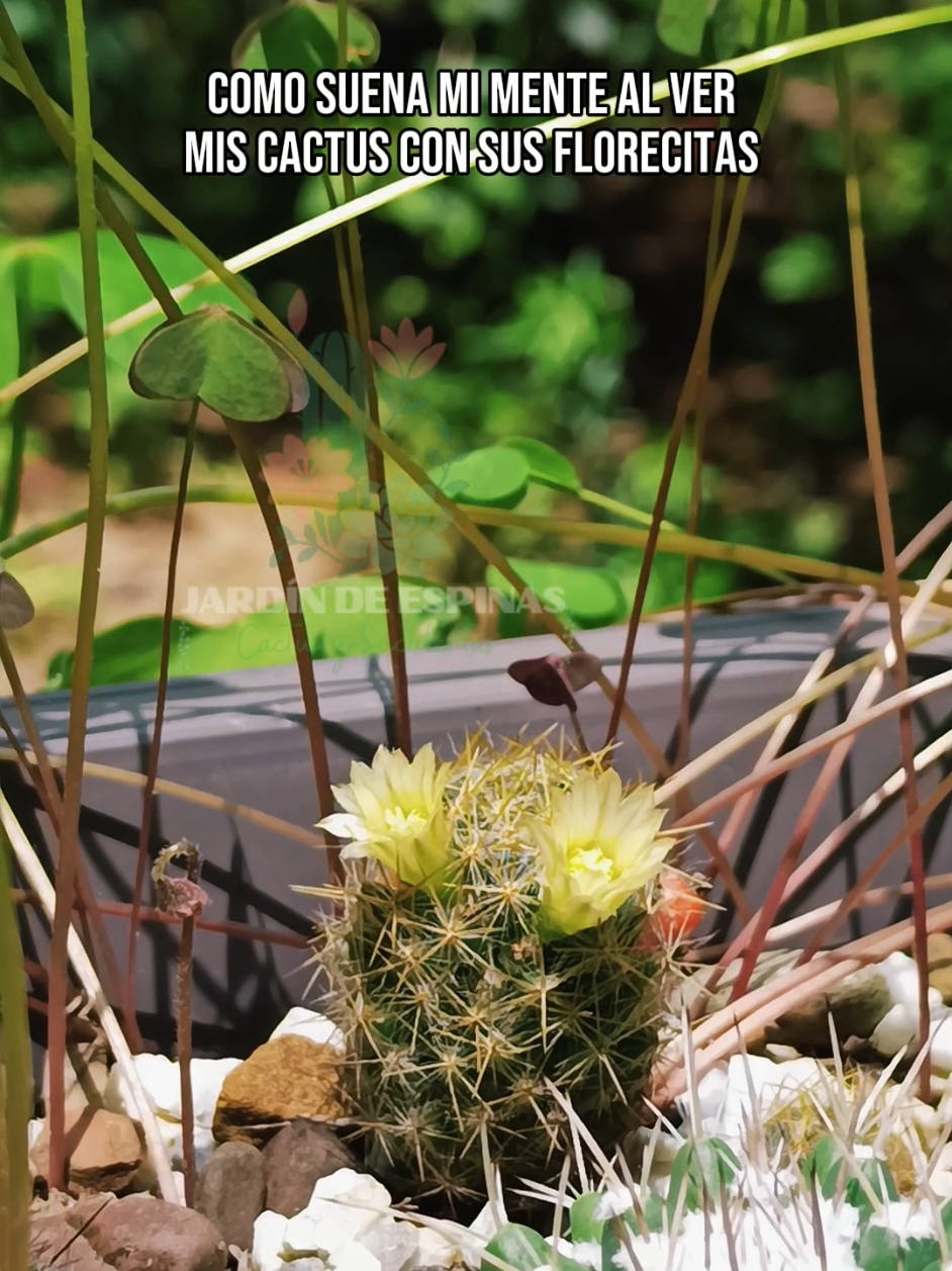 @CACTUS JARDIN DE ESPINAS