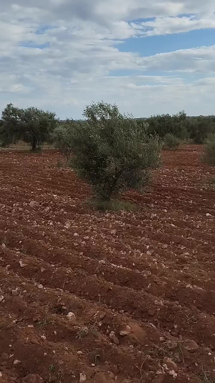 @علاء كرومة