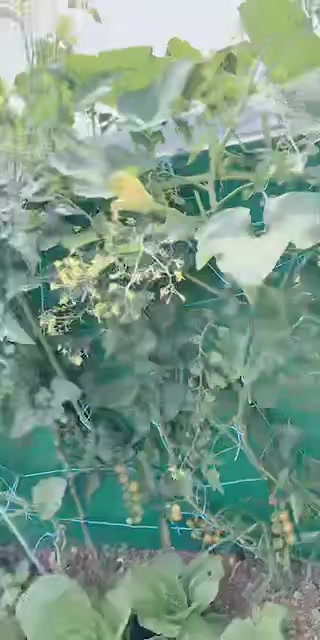 @은혜우체통(백향목)