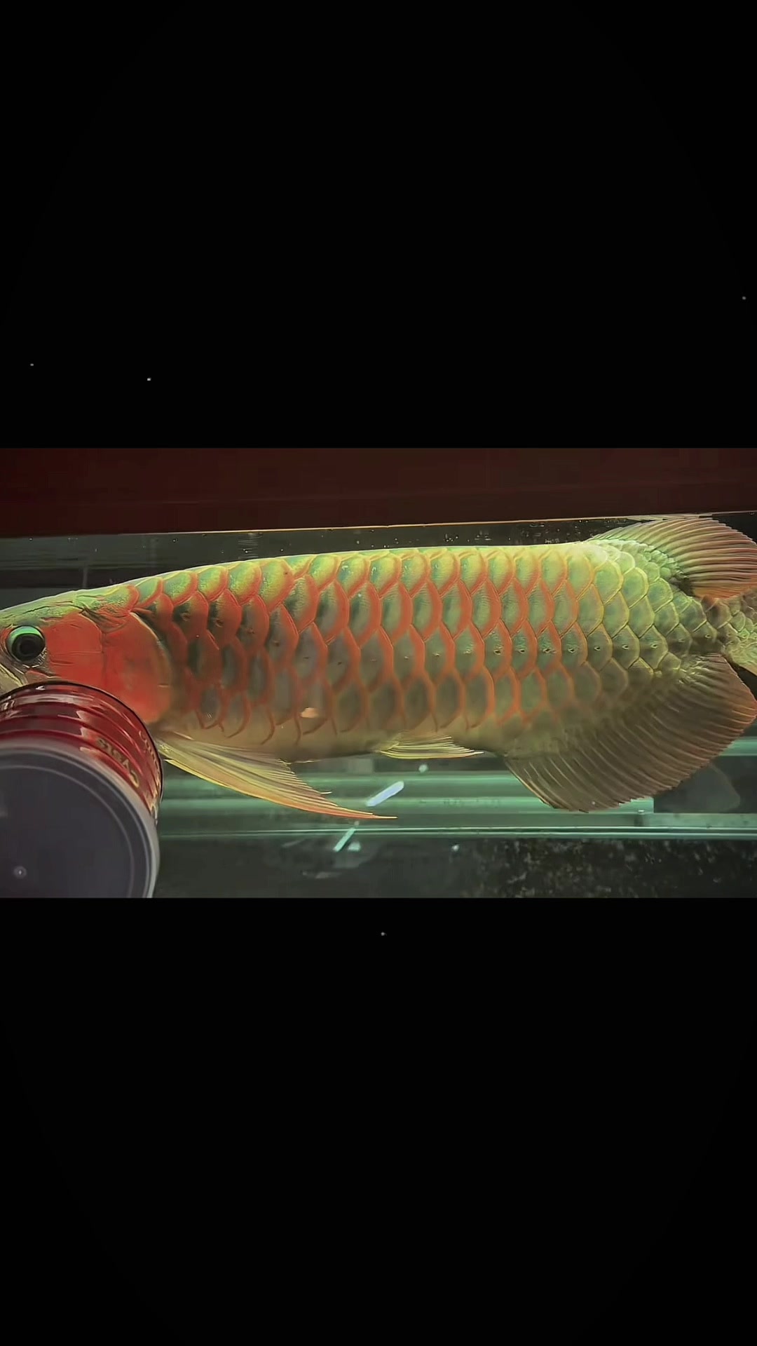 @網上看魚