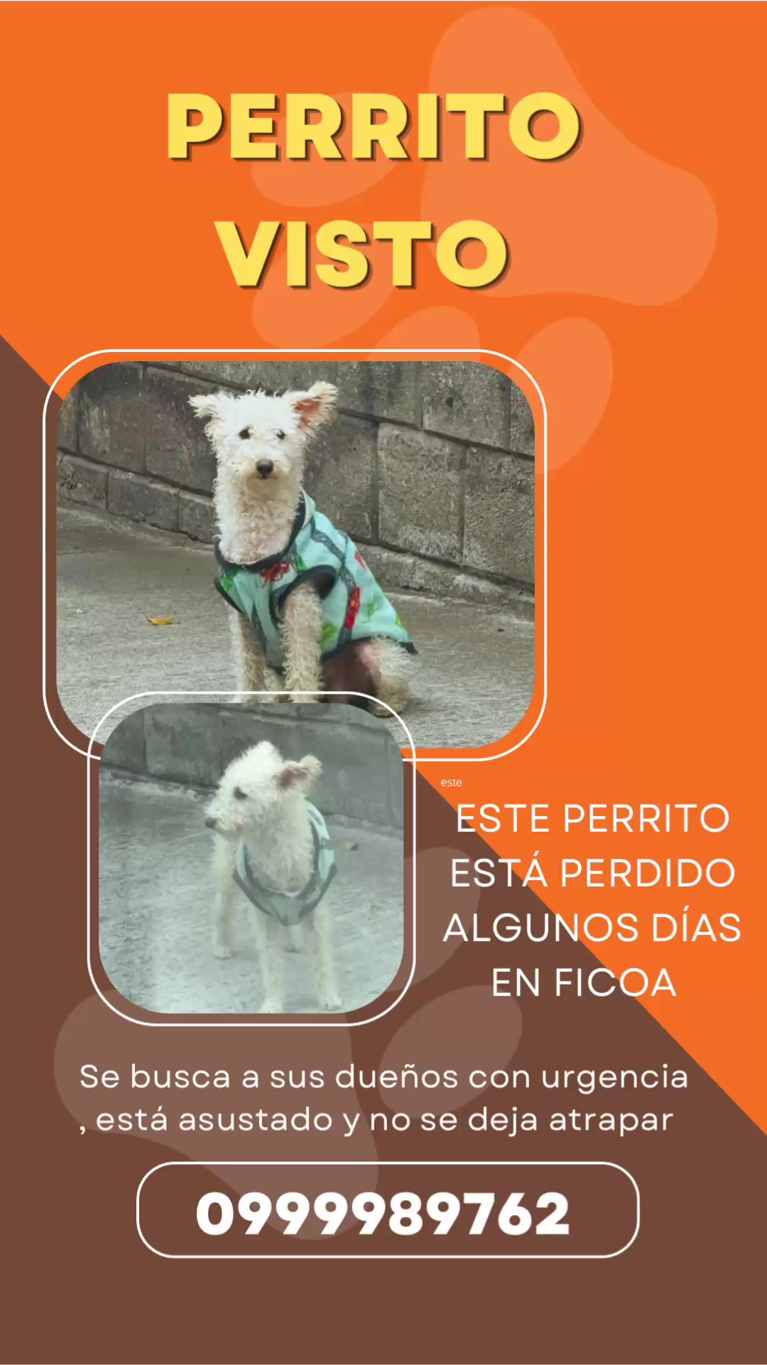 @Amigoscaninos_Ambato