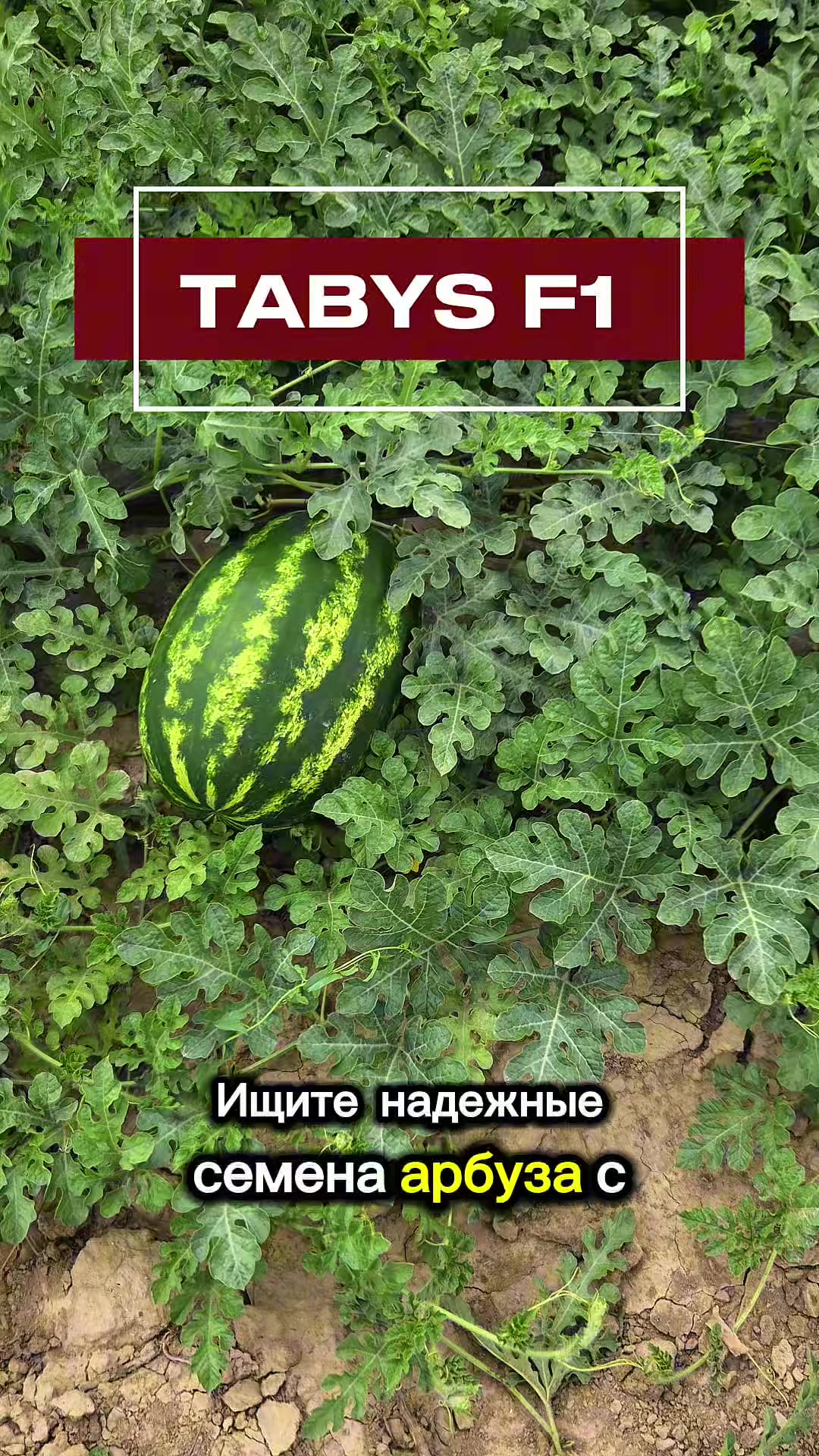 @Expert Agro Seeds