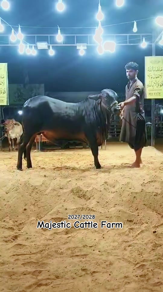 @MAJESTIC CATTLE & GOAT FARM