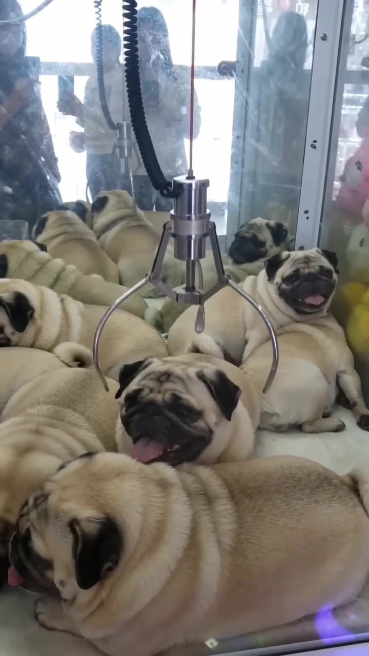 @Lucas The Pug