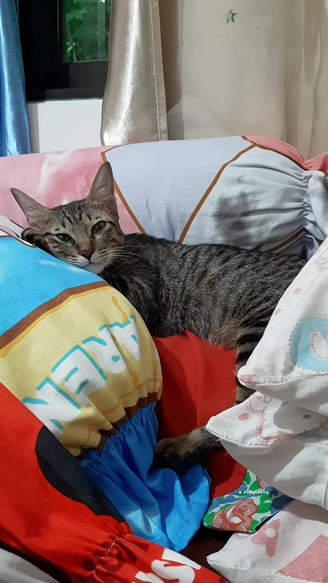 @nikka_mei | dailytabby