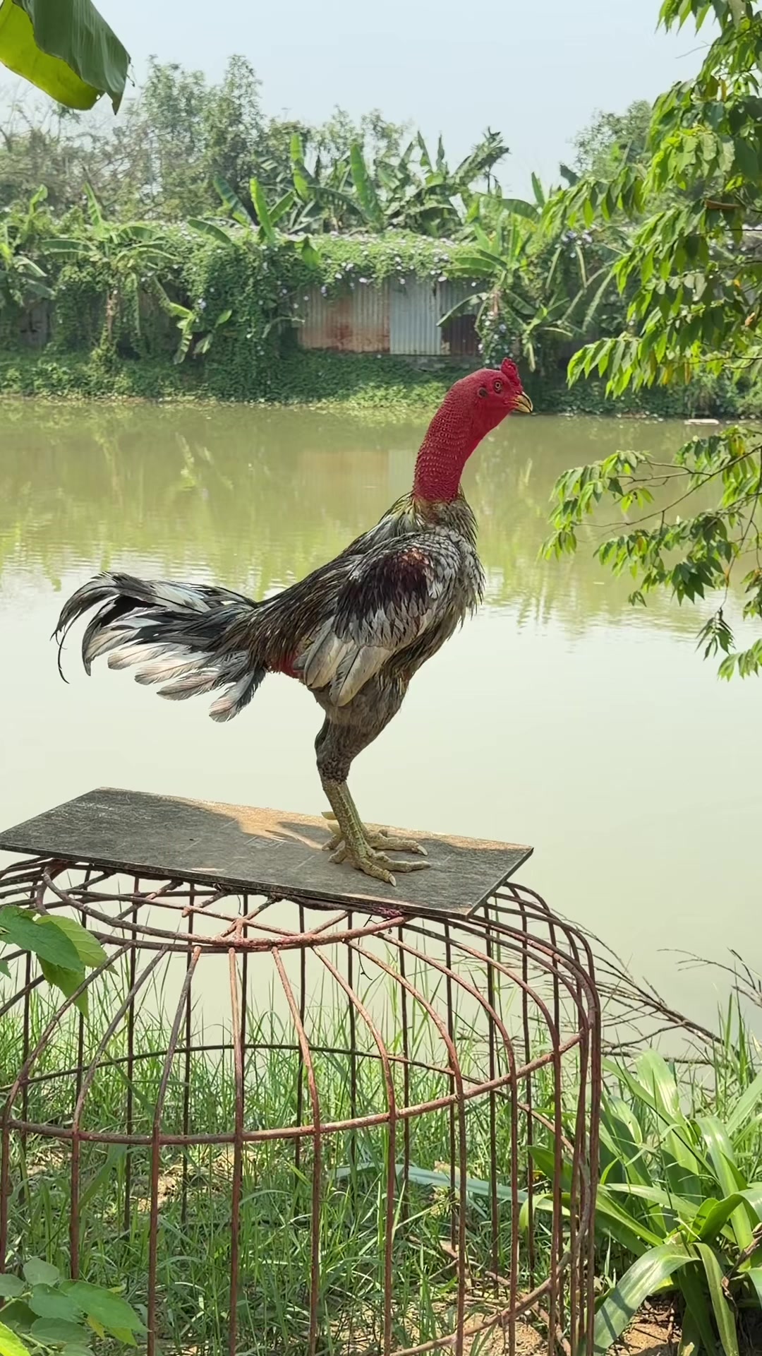 @Quốc kh&aacute;nh