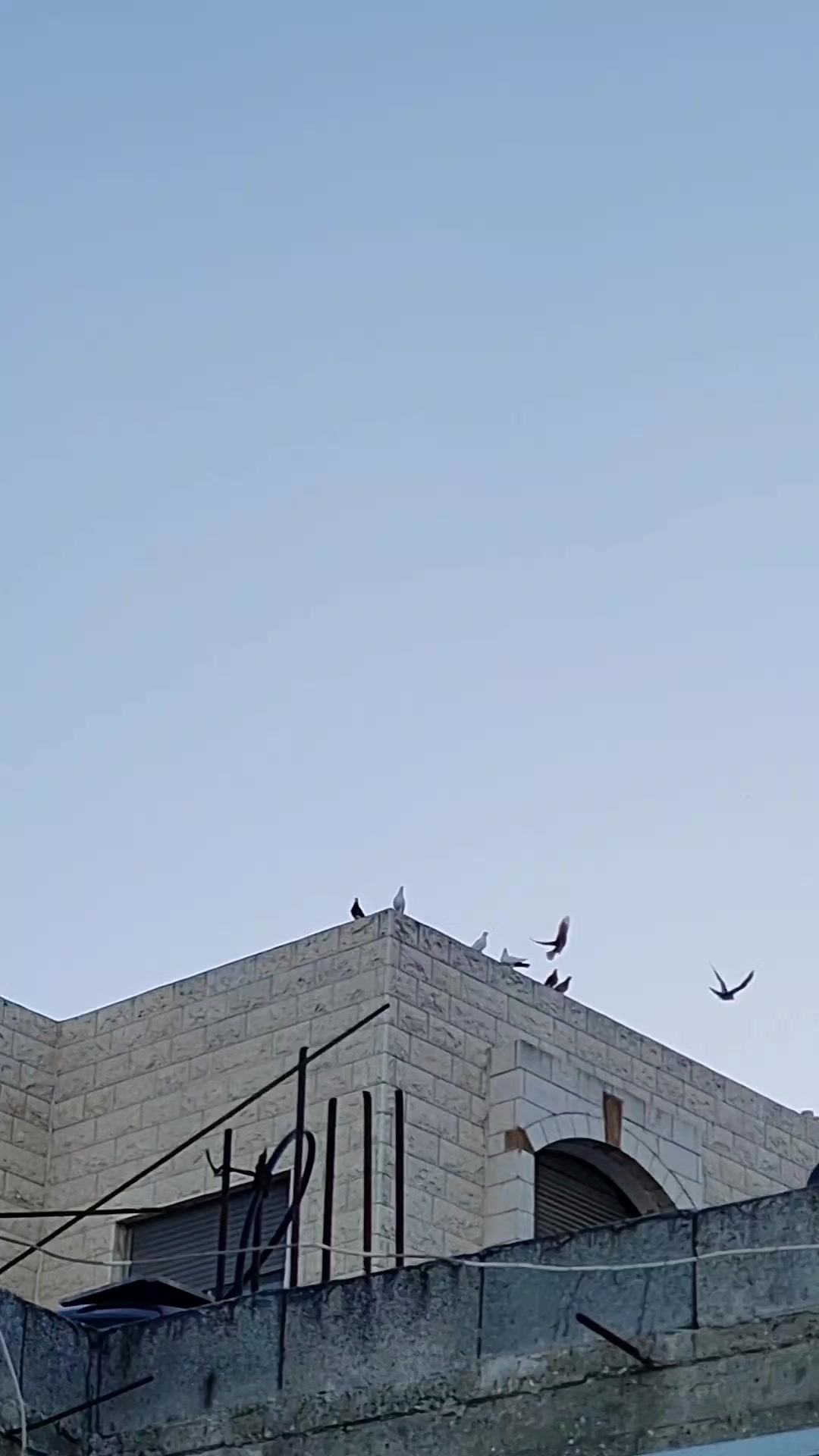 @Pigeons Tv