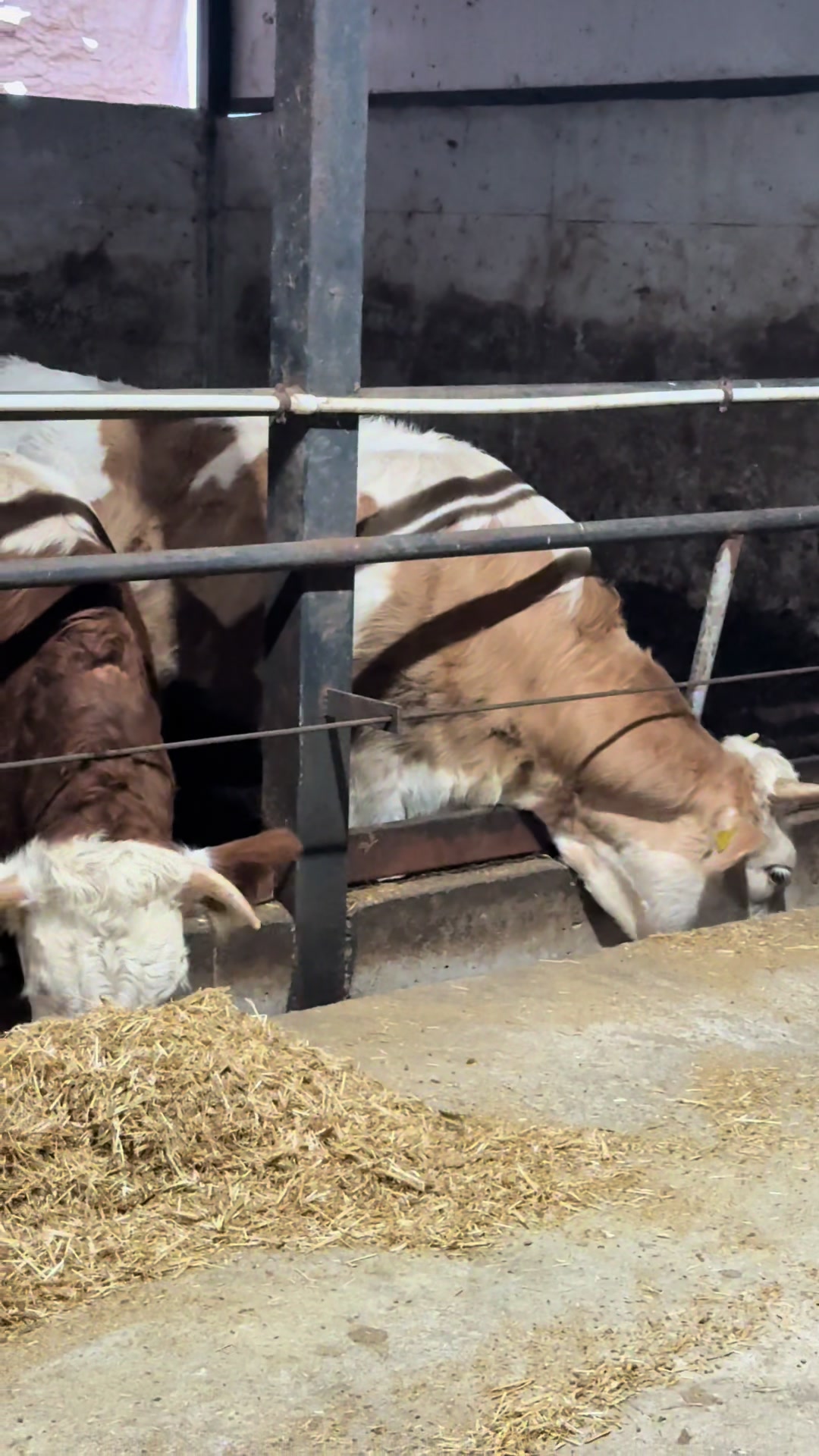 @YUSUF D&Uuml;ZCE