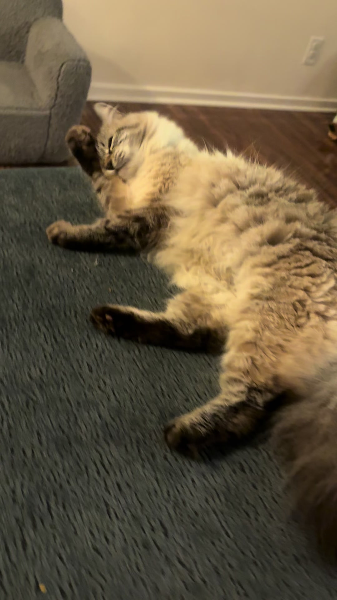 @Brock Meowsnar
