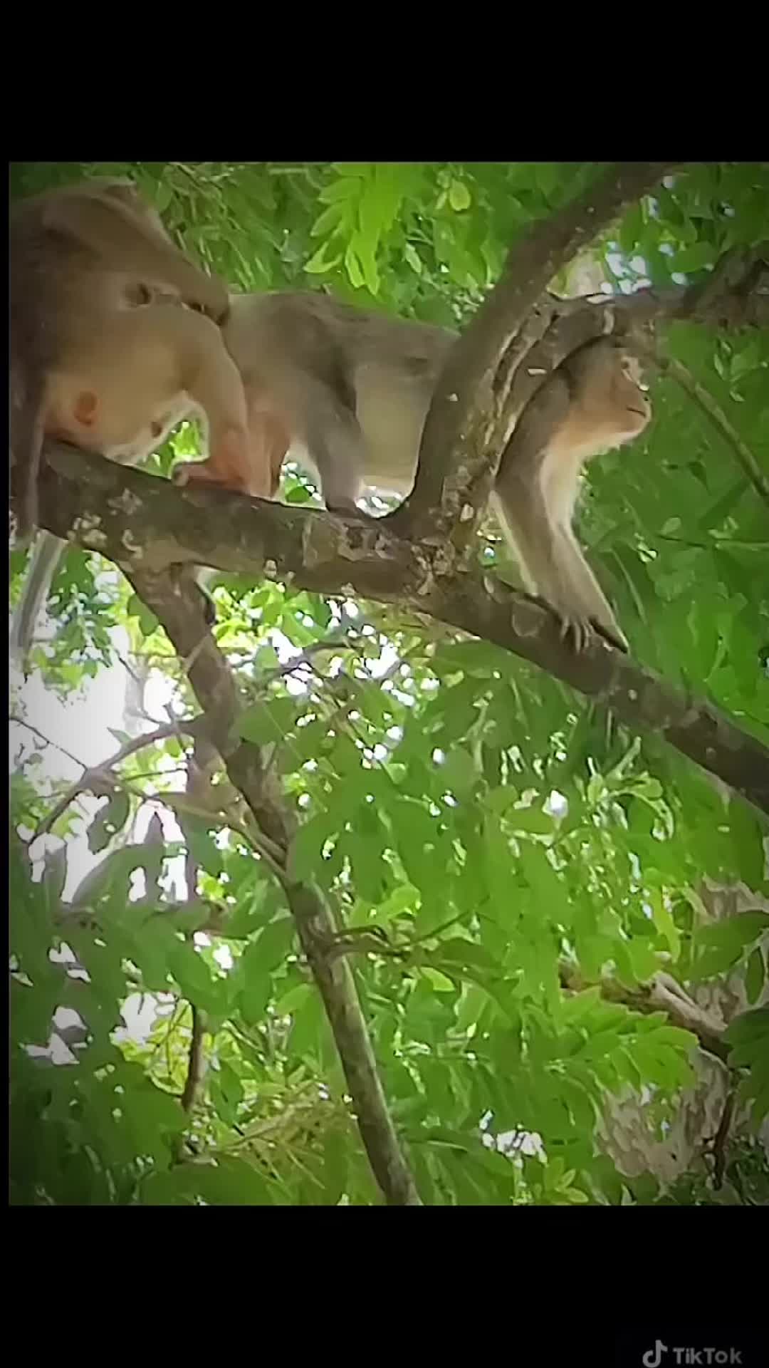 @THẾ GIỚI ĐỘNG VẬT 💧