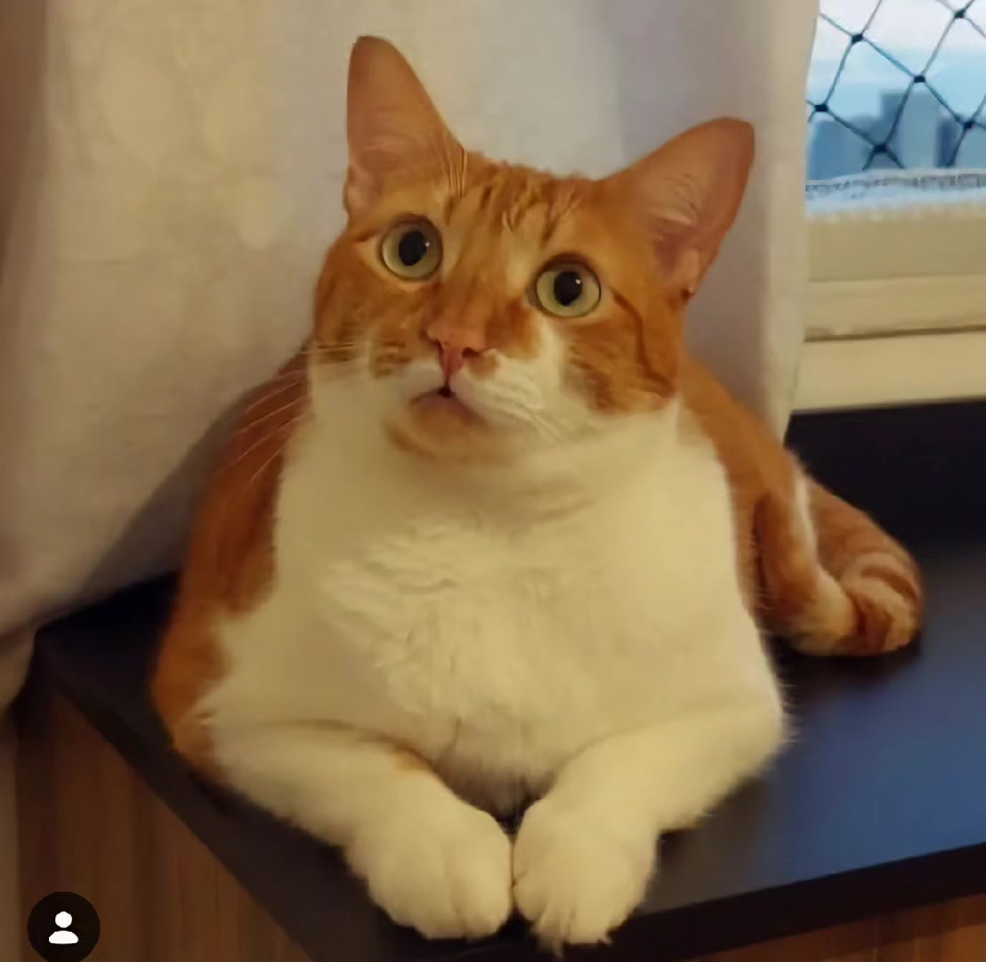 @O GATO ZEZ&Eacute;