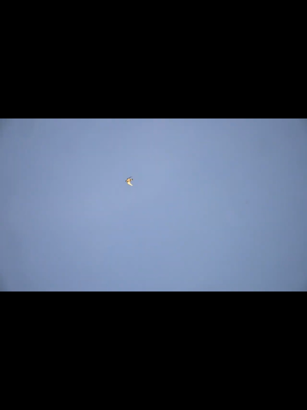 @الشاهين البحري🇲🇦