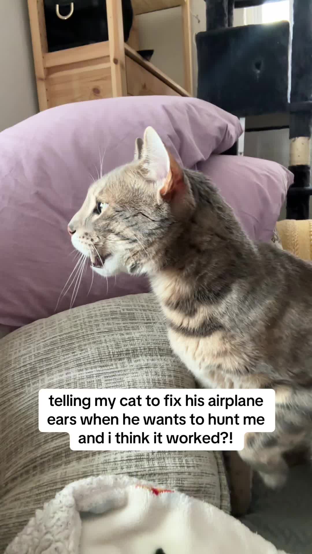 @Mochi the Bengal