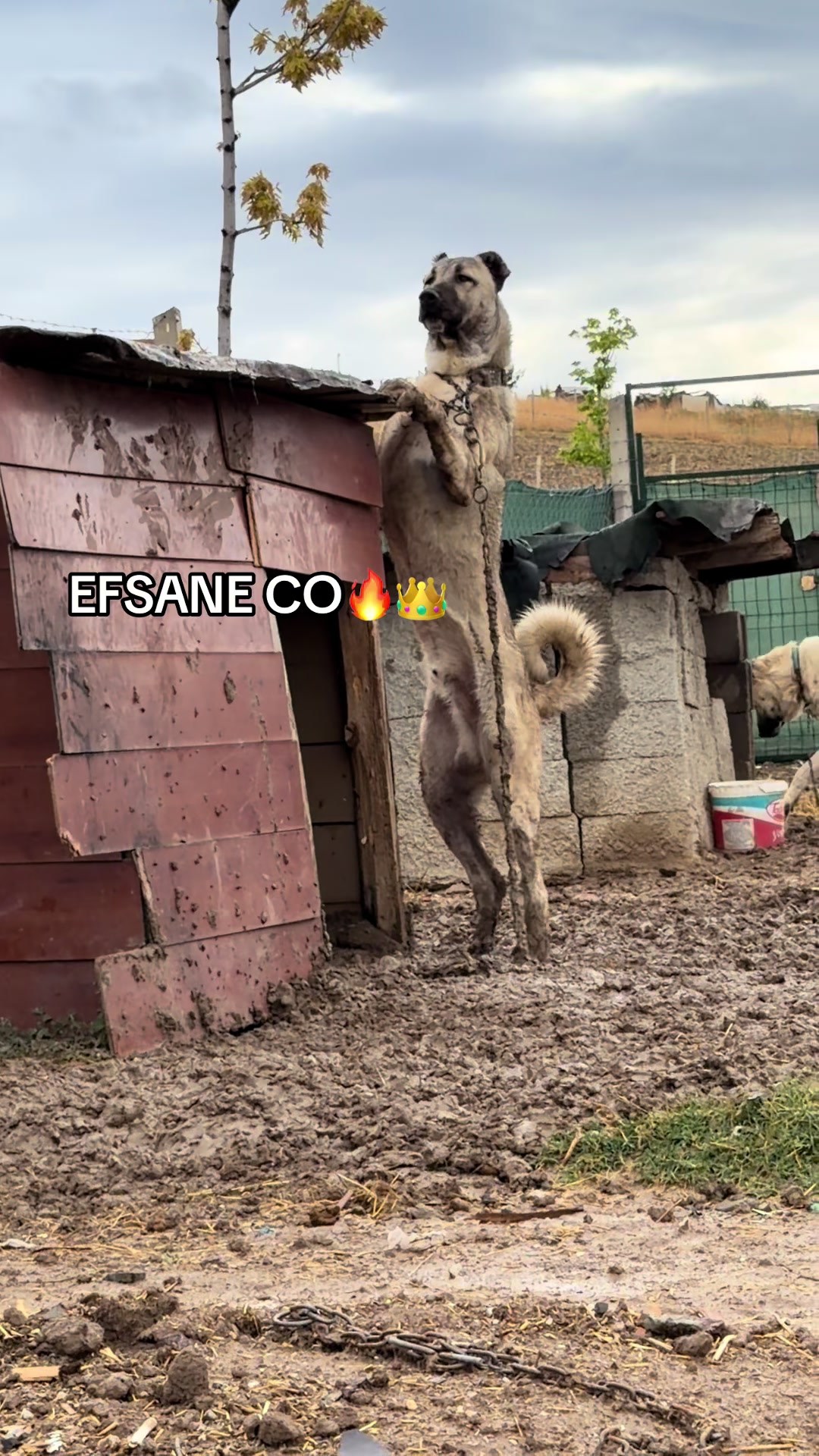 @kangalcı serkan
