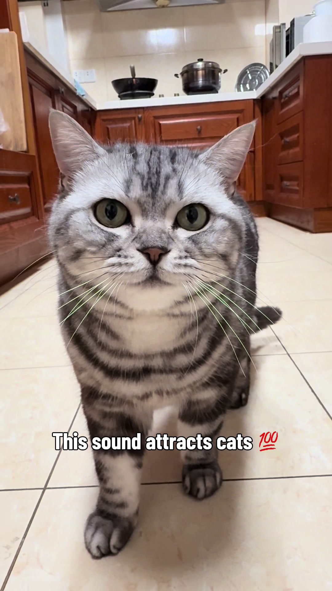 @catmi7