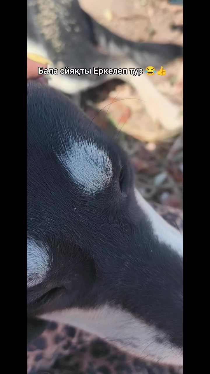 @Балкия