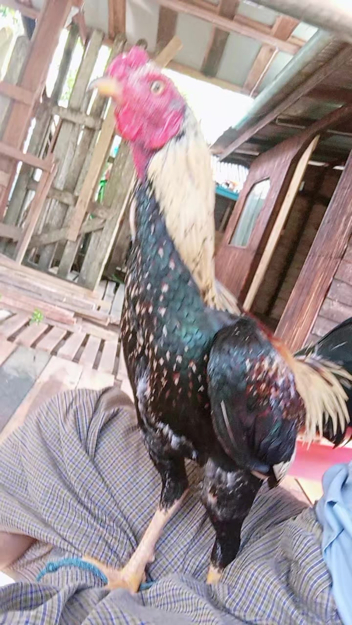 @Tun Tun