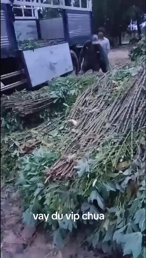 @Kim V&acirc;n🤣❤️🥰