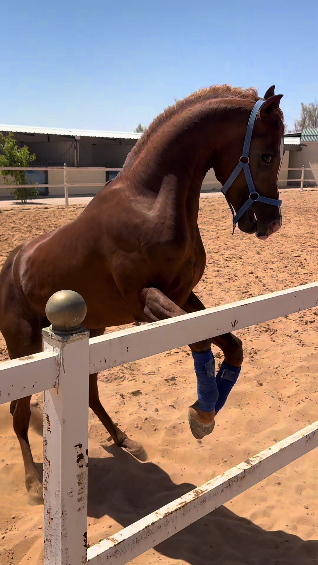 @هاني الدابس الشراري🐎