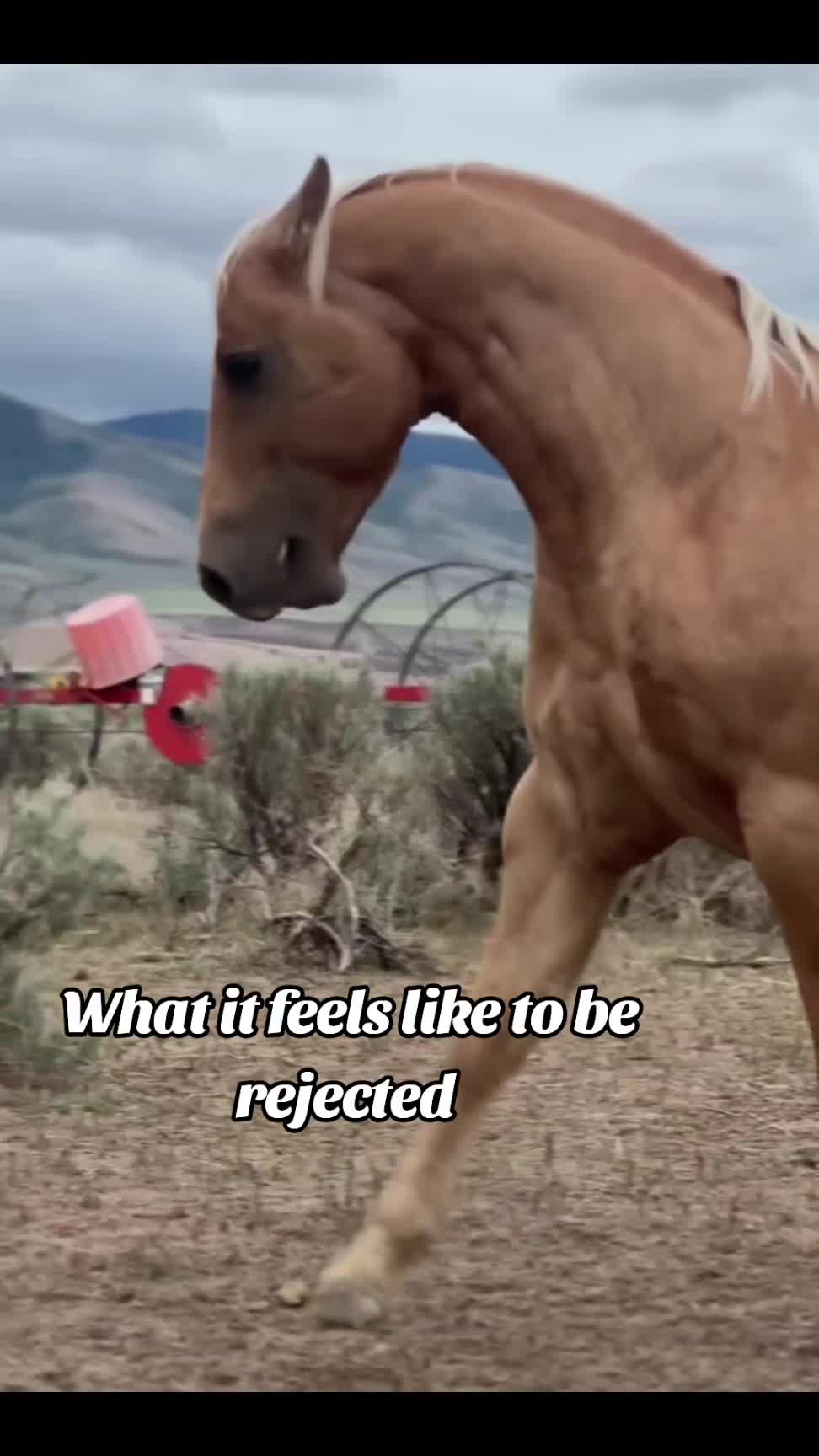@🐎🐕CHLOE🐕🐎