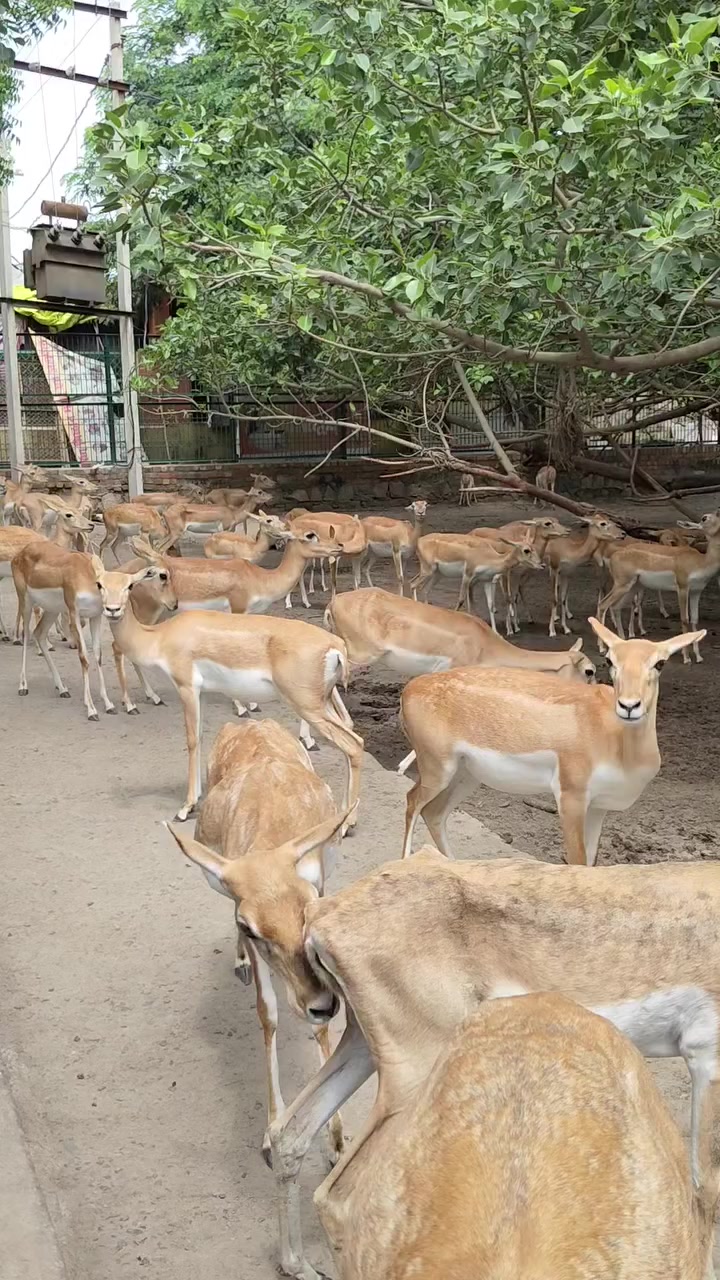 @Wildlife 🦌