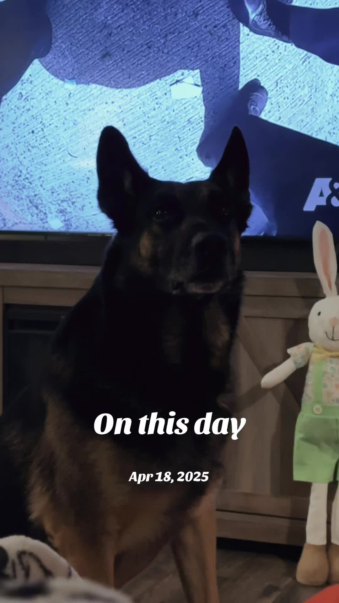 @*K9 Girl*