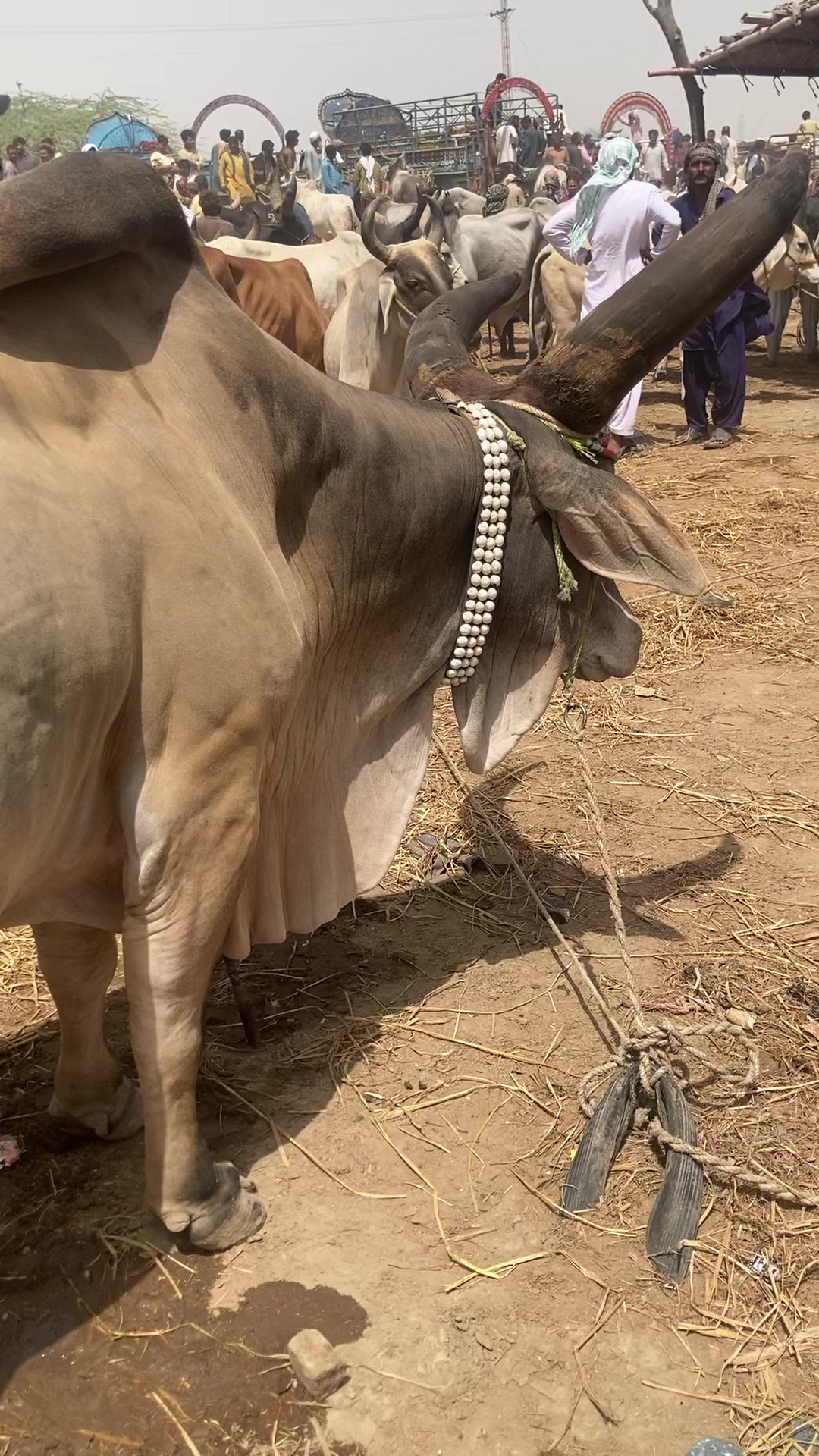 @cattle update Hyderabad