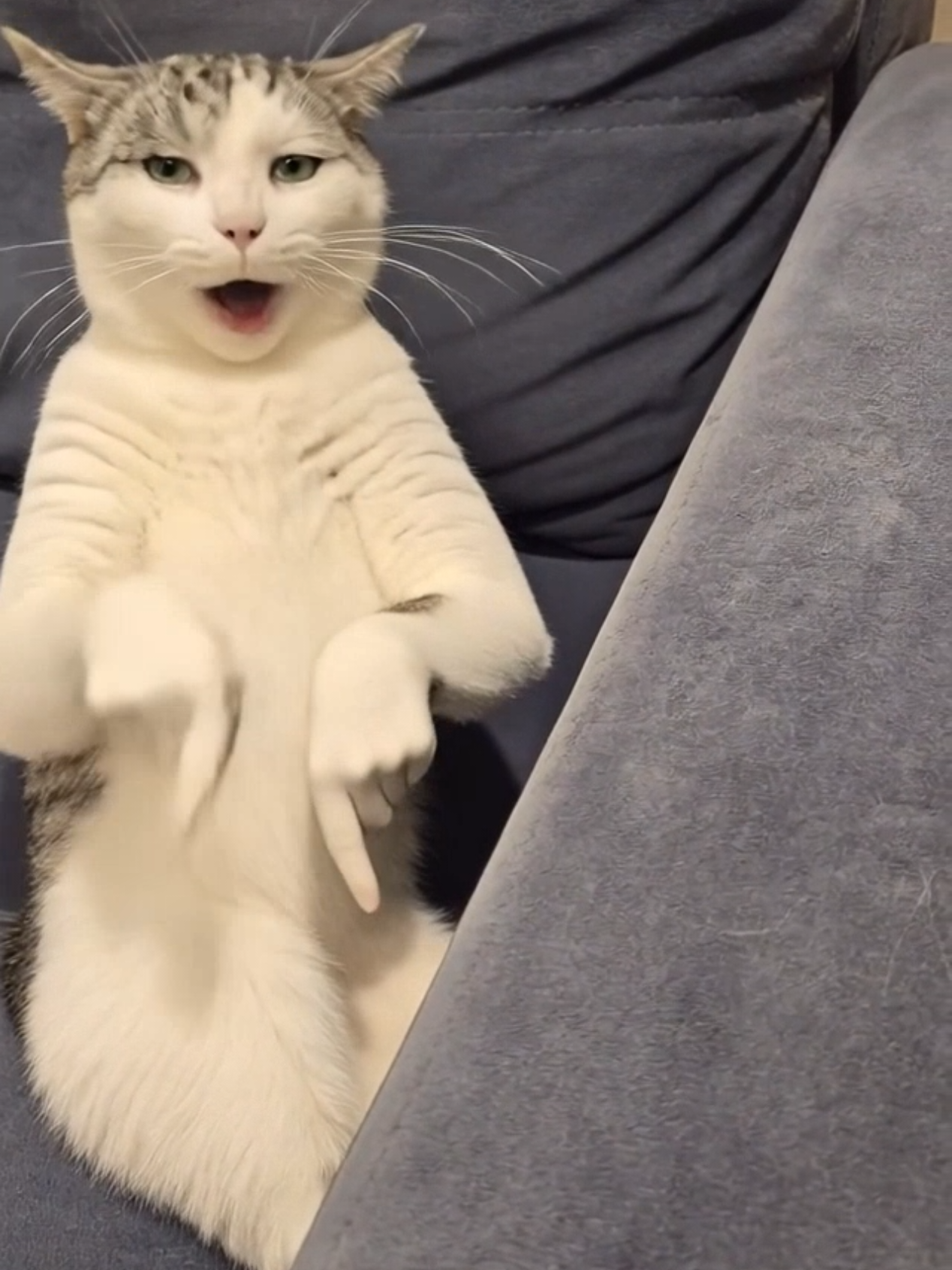 @Я кошка Зинаида