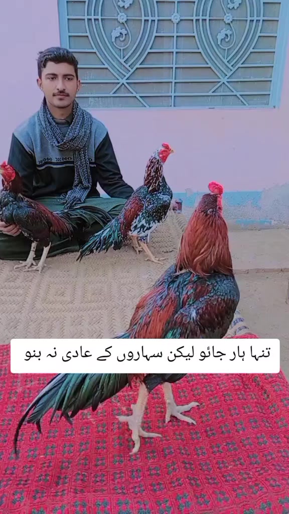@kashifaseel2