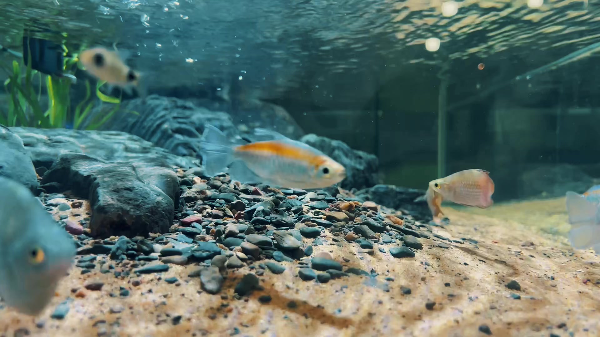 @Layout Biotope Sài Gòn VTV