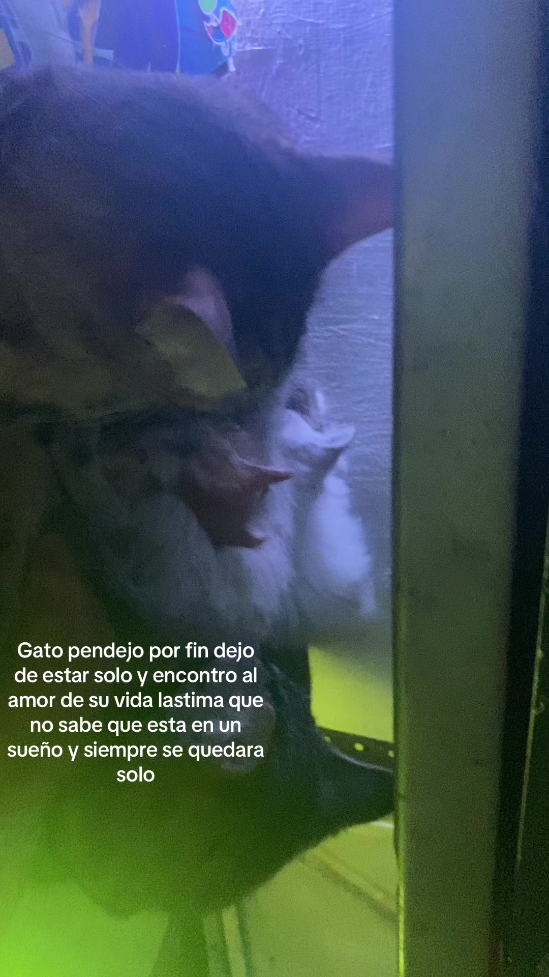 @Proyectadas_Lispk