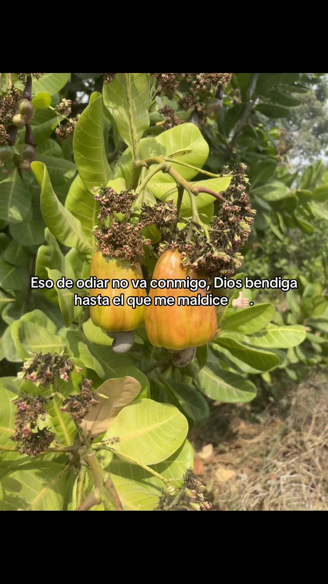@Yahir.ag23
