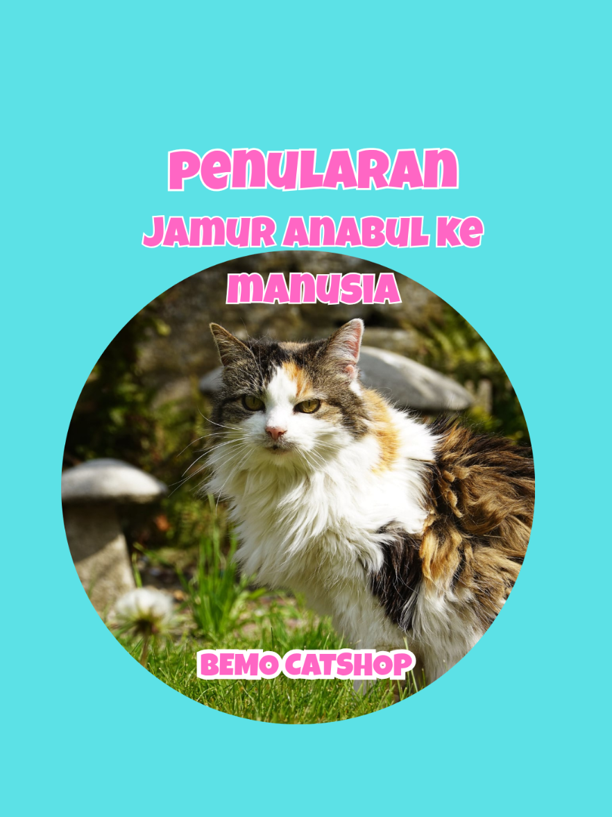 @Bemo Catshop