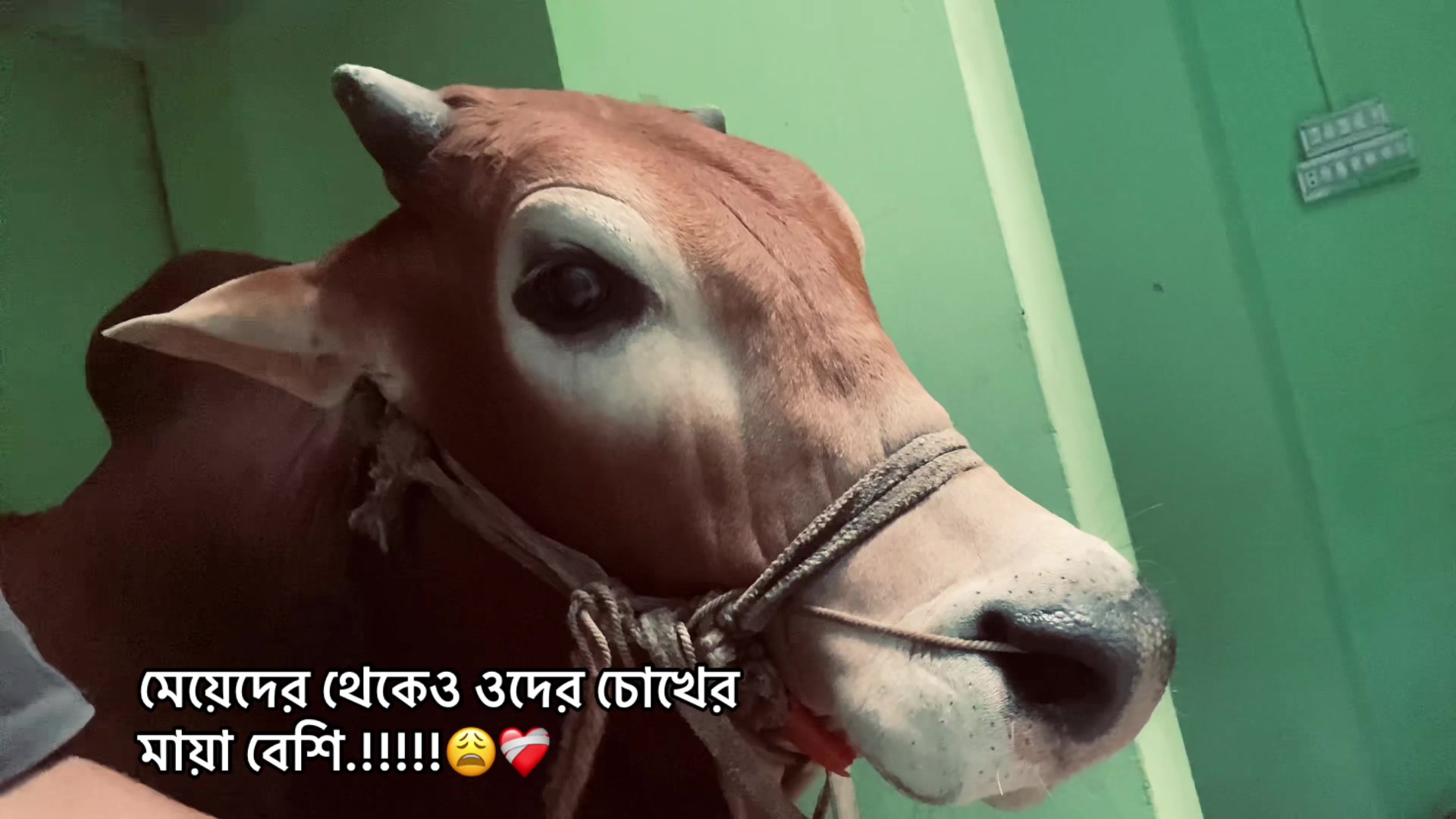 @🖤❌Ᏼediq_Gamer❌🖤 🚩