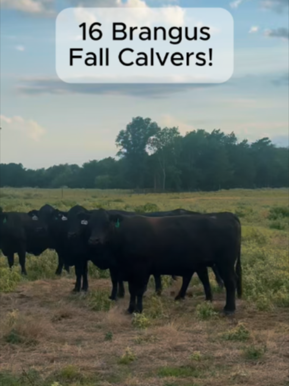@Rutherford Land and Cattle