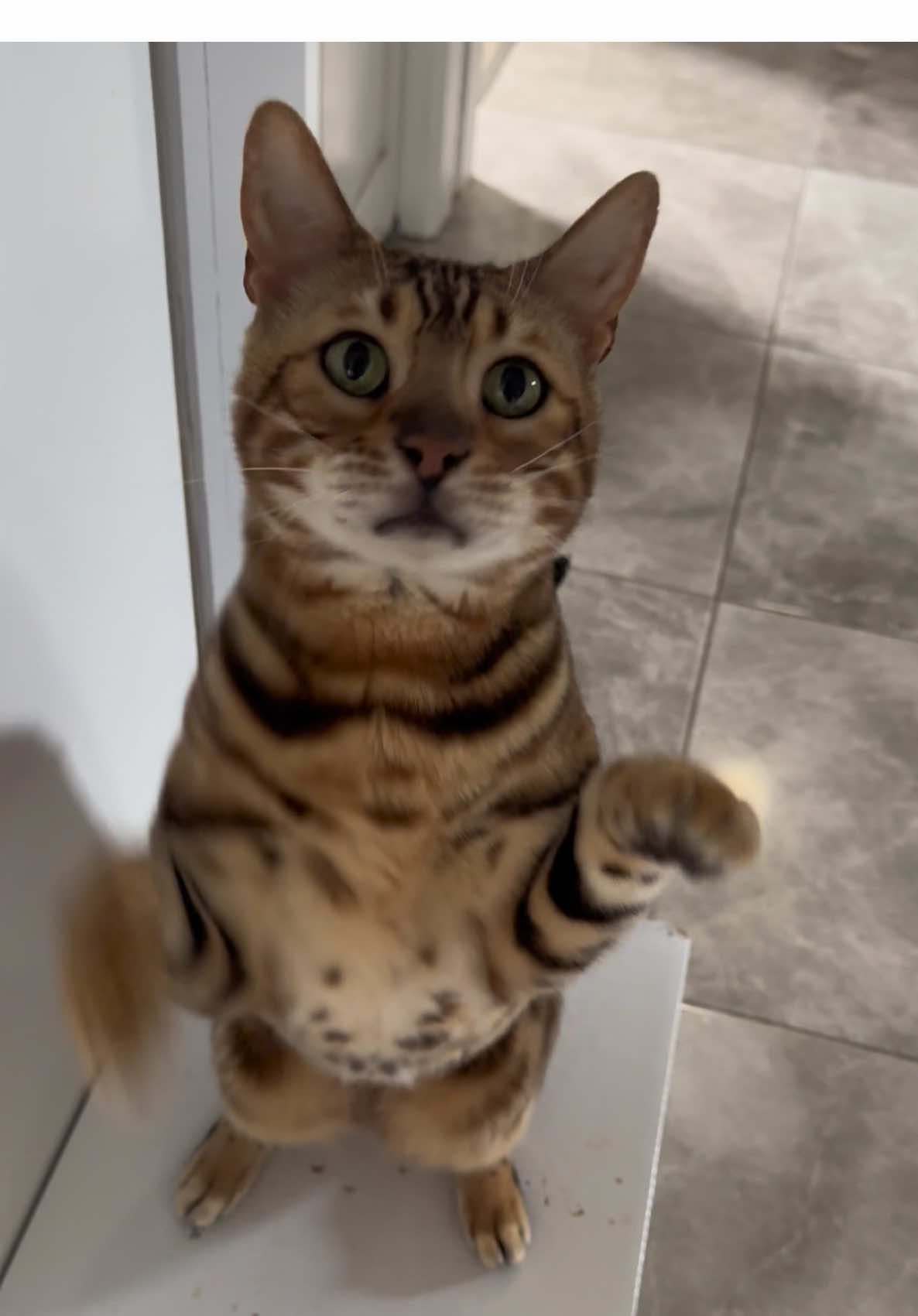 @George_The_Bengal_Cat
