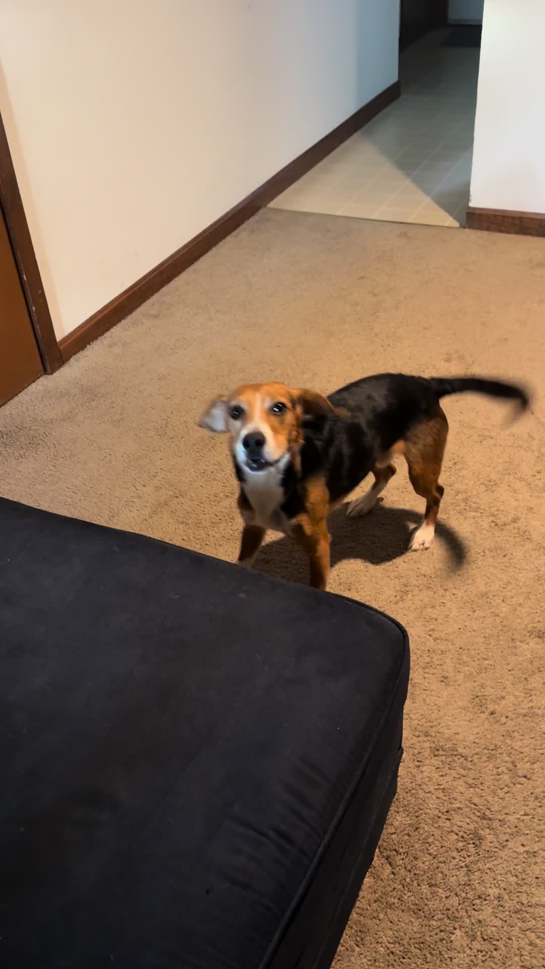 @ThatBeagleGus