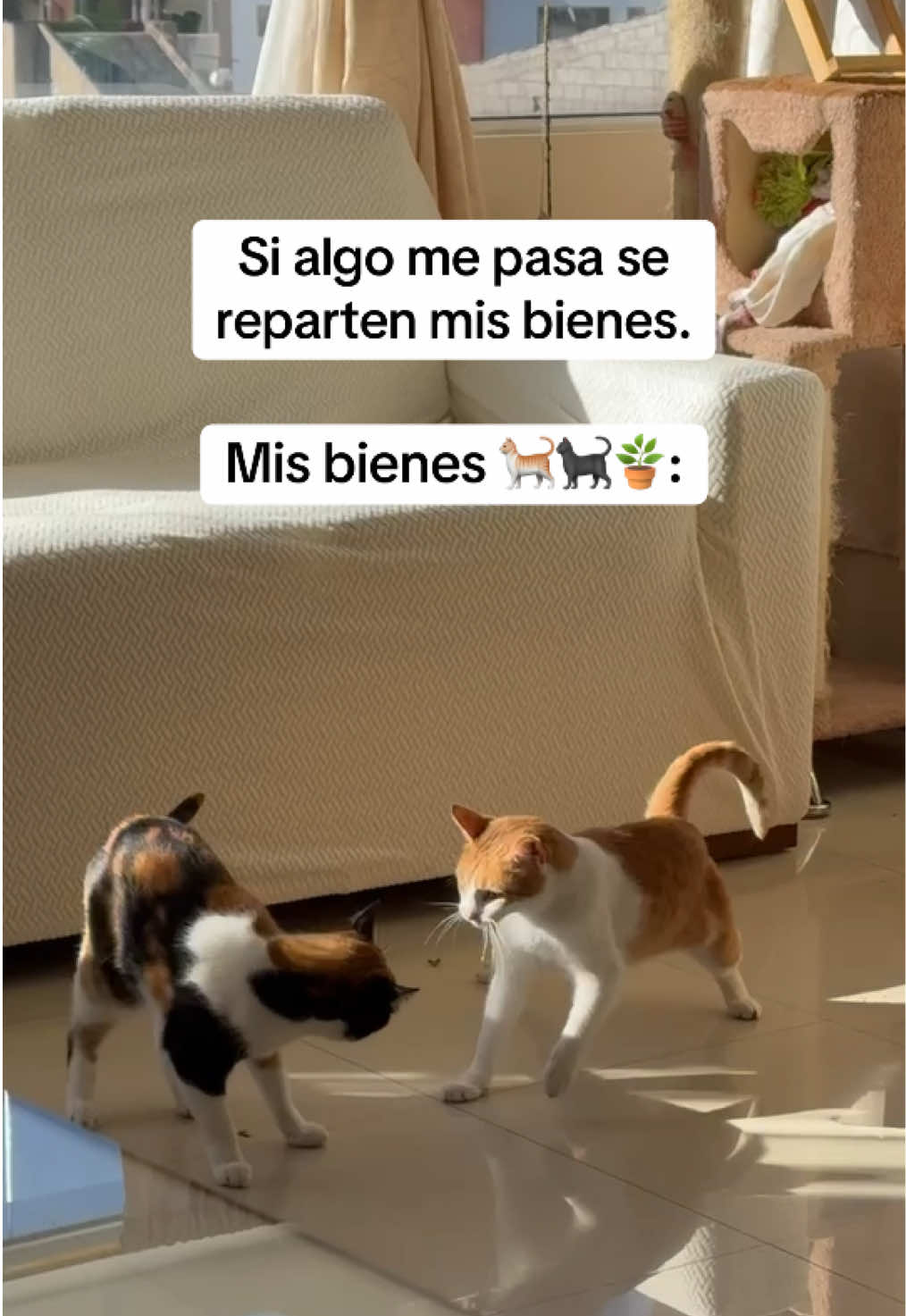 @Las Chubys