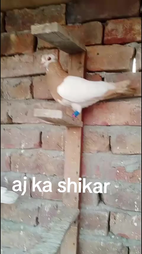 @Waseem Bhatti