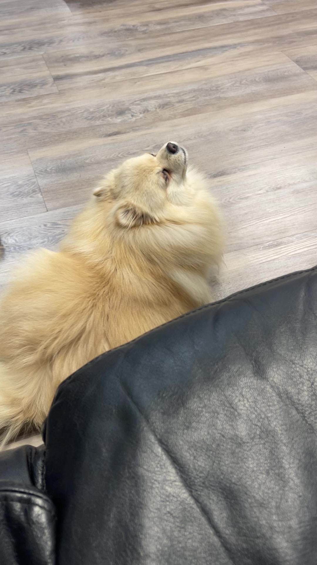 @beingmilothepom