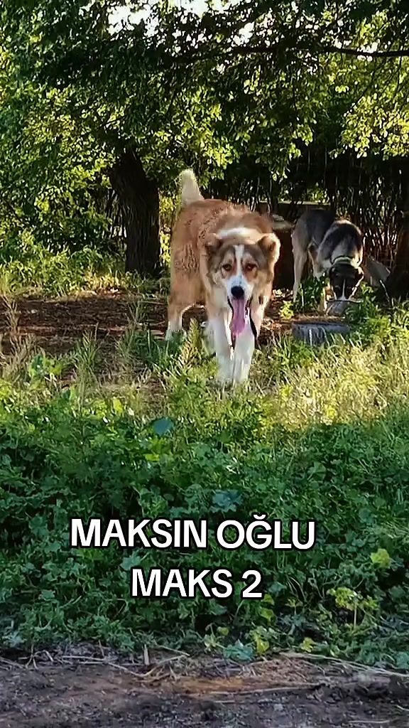 @Elşad__007